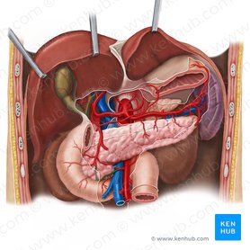 Arteria pancreaticoduodenalis anterior inferior (Vordere untere Bauchspeicheldrüsen-Zwölffingerdarm-Arterie); Bild: Esther Gollan