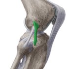 Ligamento anterolateral