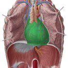Pericardium