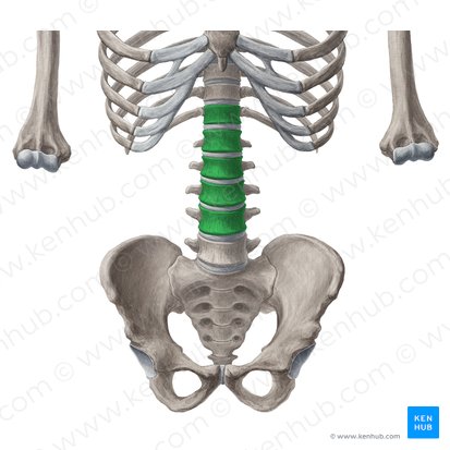 Bodies of vertebrae T12-L4 (Corpora vertebrarum T12-L4); Image: Yousun Koh