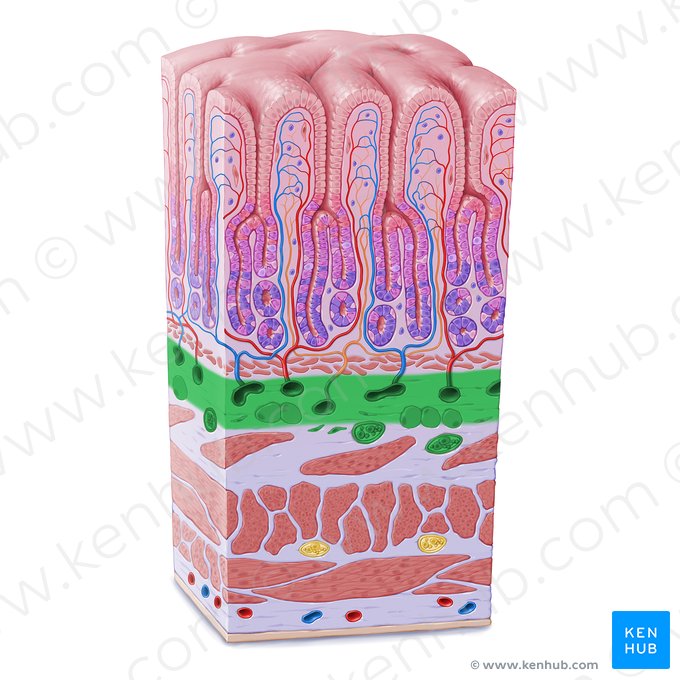 Submucosa (Tela submucosa); Imagen: Paul Kim