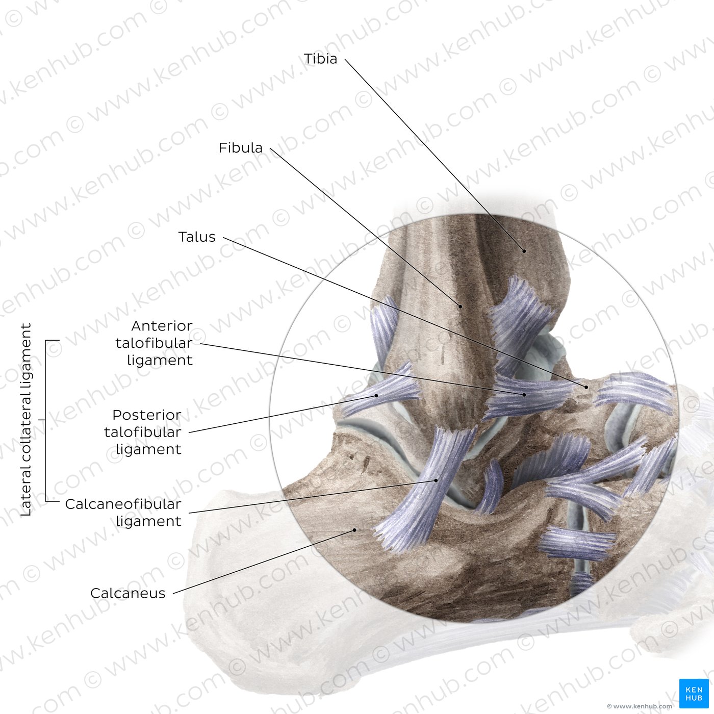 Anatomy of the ankle joint: Lateral view