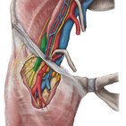 Femoral nerve