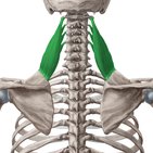 Músculo Levantador da Escápula
