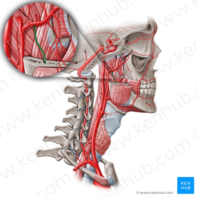 Artéria alveolar inferior (Arteria alveolaris inferior); Imagem: Paul Kim