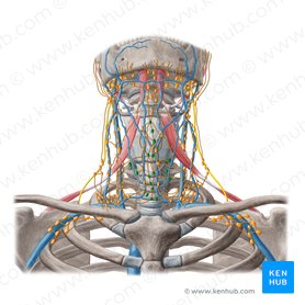 Deep anterior cervical lymph nodes (Nodi lymphoidei cervicales anteriores profundi); Image: Yousun Koh