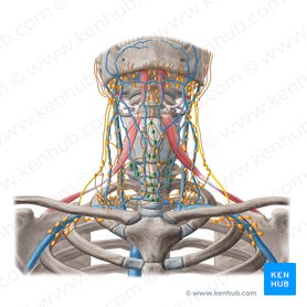 Lymph Nodes Of The Head Neck And Arm Kenhub