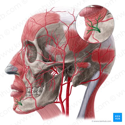 Rama mentoniana de la arteria alveolar inferior (Ramus mentalis arteriae alveolaris inferioris); Imagen: Yousun Koh