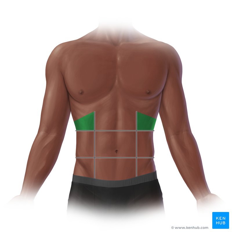 Hypochondriac region Location and contents Kenhub