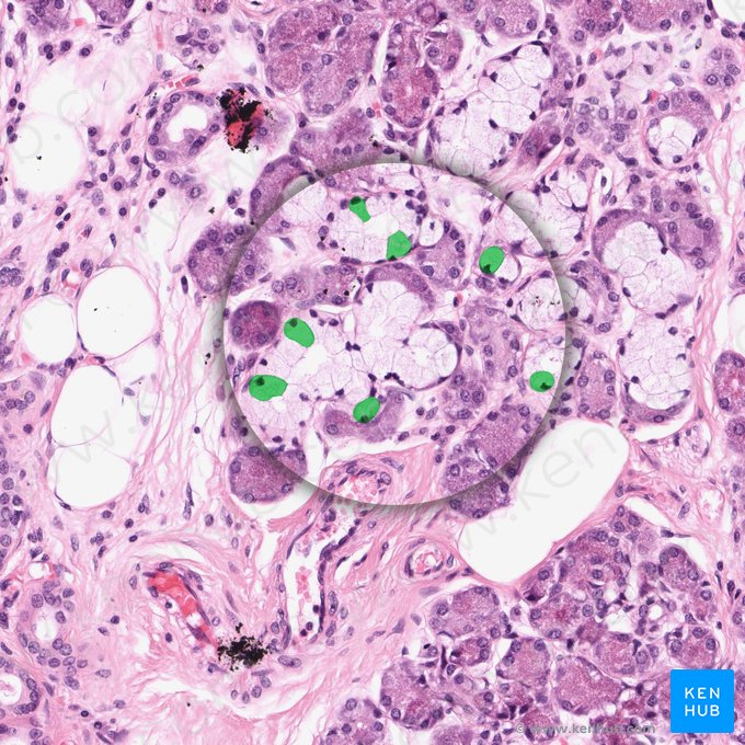 Célula acino mucosa (Mucocytus); Imagen: 