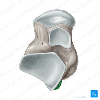 Tubercule latéral du processus postérieur du talus (Tuberculum laterale processus posterioris ossis tali); Image : Samantha Zimmerman