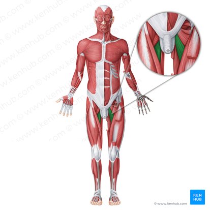 Músculo aductor largo (Musculus adductor longus); Imagen: Irina Münstermann