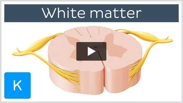 White matter