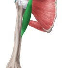 Musculus coracobrachialis