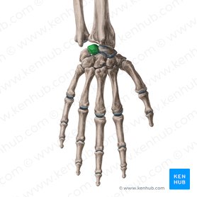 Bones: Anatomy, function, types and clinical aspects | Kenhub