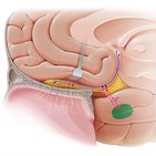 Amygdala anatomy