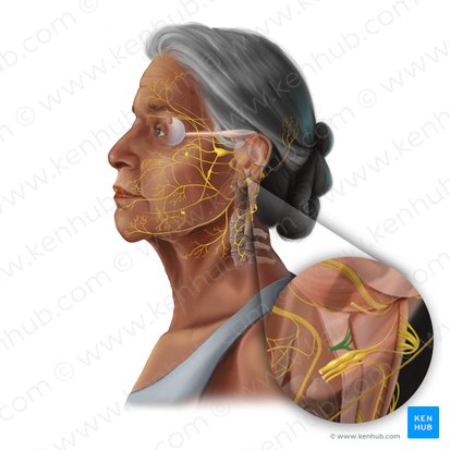 Hypoglossal nerve (Nervus hypoglossus); Image: Tal Bavli Ziv