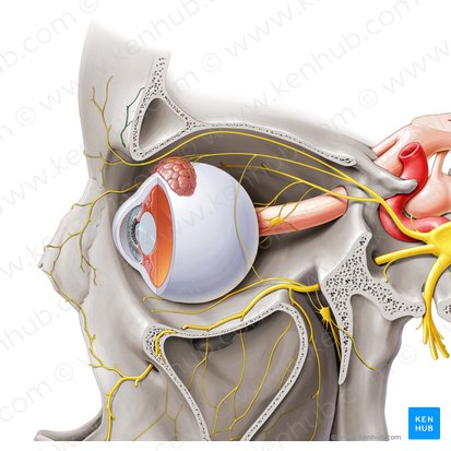 Supraorbital nerve (Nervus supraorbitalis); Image: Paul Kim