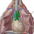 Thymus (Bries)