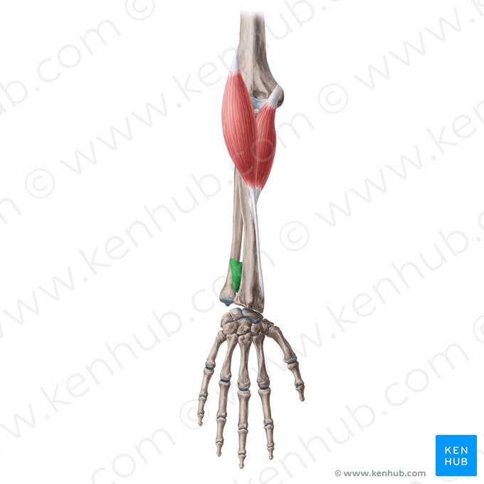 Pronator quadratus muscle (Musculus pronator quadratus); Image: Yousun Koh