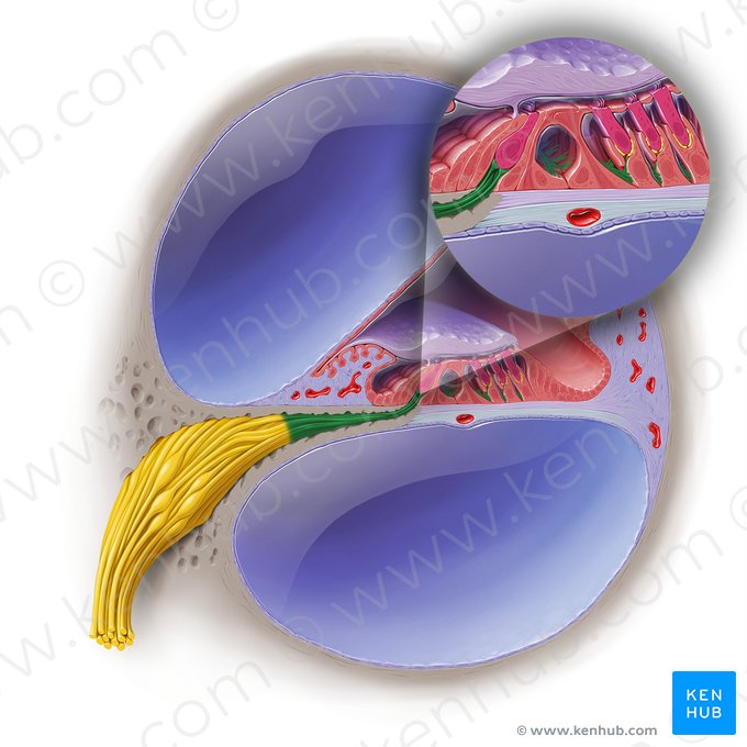 Fibras periféricas do nervo coclear (Neurofibrae periphericae nervi cochlearis); Imagem: Paul Kim