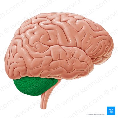 Cerebellum; Image: Paul Kim