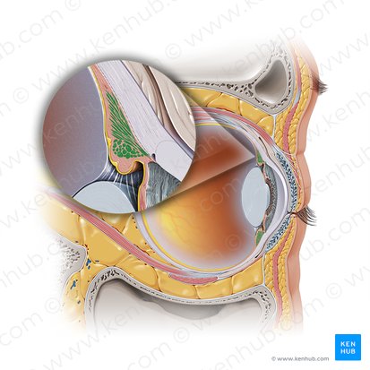 Músculo ciliar (Musculus ciliaris); Imagen: Paul Kim