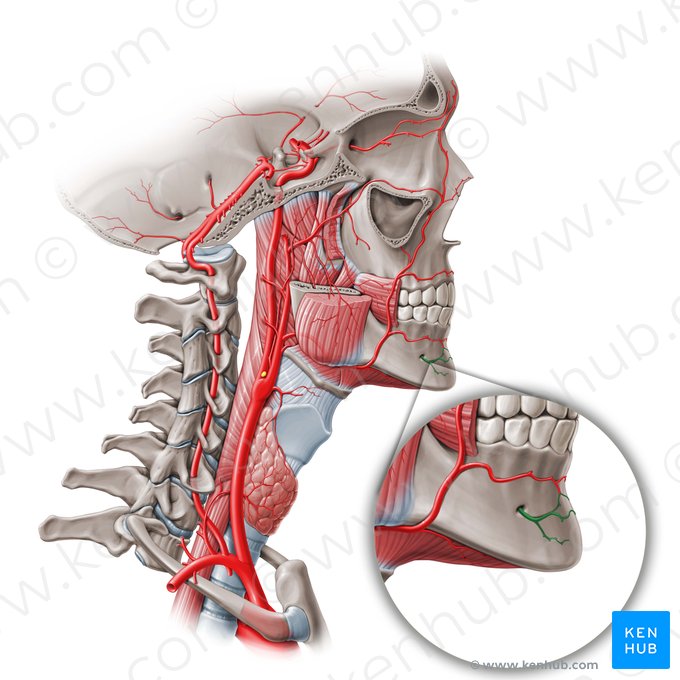 Artéria mentual (Ramus mentalis arteriae alveolaris inferioris); Imagem: Paul Kim