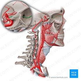 Blood supply to the brain: Anatomy of cerebral arteries | Kenhub