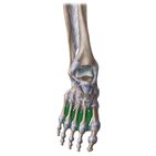 Plantar interossei foot discount pain