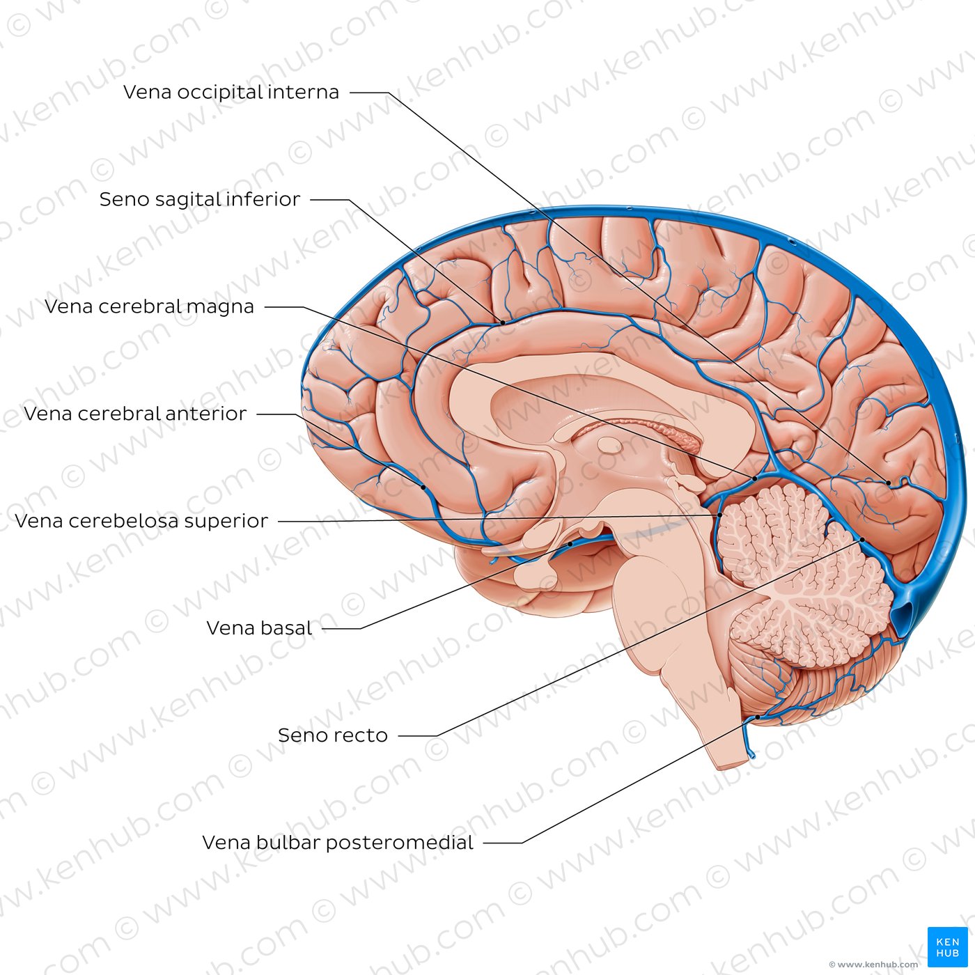 Cerebral veins - Medial view
