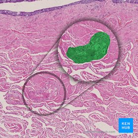 Glandula urethralis (Harnröhrendrüse); Bild: 
