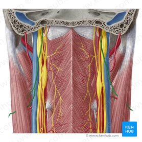 Accessory nerve (Nervus accessorius); Image: Yousun Koh