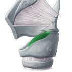 Musculus cricoarytenoideus lateralis