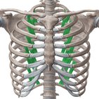 Musculi subcostales