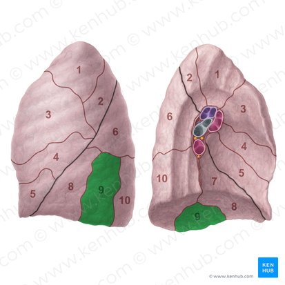 Segmento basilar lateral do pulmão esquerdo (Segmentum basale laterale pulmonis sinistri); Imagem: Paul Kim