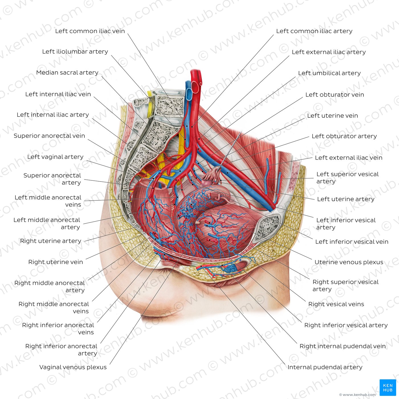 Blood vessels of the female pelvis (overview diagram)
