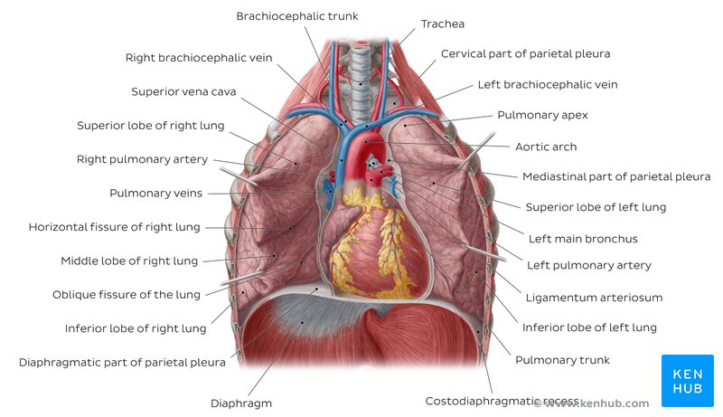 Overview of the lungs in-situ - anterior view