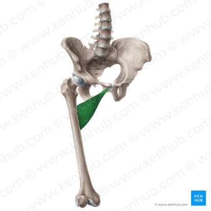 Musculus adductor brevis (Kurzer Oberschenkelanzieher); Bild: Liene Znotina