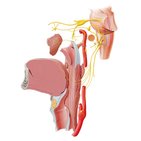 Glossopharyngeal nerve