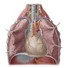 Lungs in situ