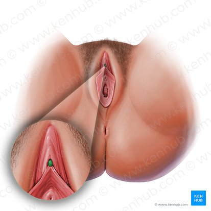 Glande do clitóris (Glans clitoridis); Imagem: Paul Kim