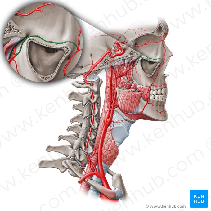 Infraorbital artery (Arteria infraorbitalis); Image: Paul Kim