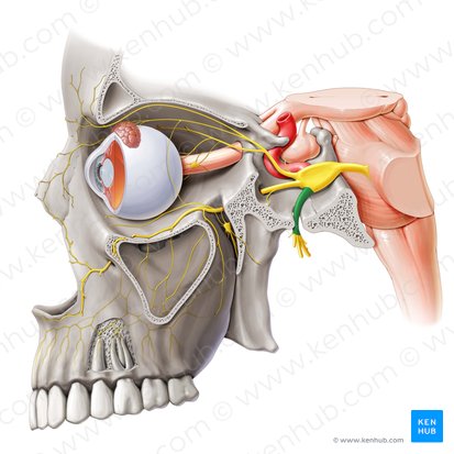 Nervo mandibular (Nervus mandibularis); Imagem: Paul Kim