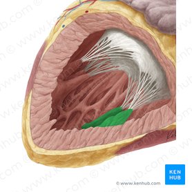 Músculo papilar posterior do ventrículo esquerdo (Musculus papillaris inferior ventriculi sinistri); Imagem: Yousun Koh