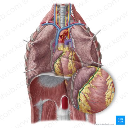 Right coronary artery (Arteria coronaria dextra); Image: Yousun Koh