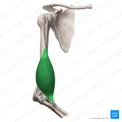 Músculo braquial (Musculus brachialis); Imagen: Yousun Koh