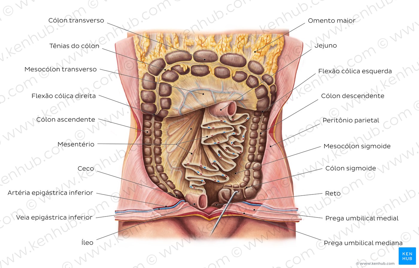 mesent-rio-anatomia-fun-es-e-relev-ncia-cl-nica-kenhub