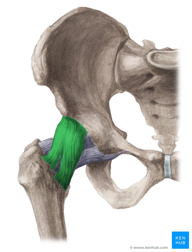 Iliofemoral ligament - ventral view