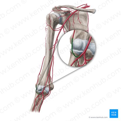 Artère récurrente radiale (Arteria recurrens radialis); Image : Yousun Koh
